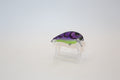 Purple/Chart Crackle Back Craw 1- KO