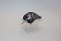 Black/Silver Tiger 1.5 S Crank KO