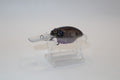 Chartreuse/Purple Ghost Shad Wiggle Griffon KO